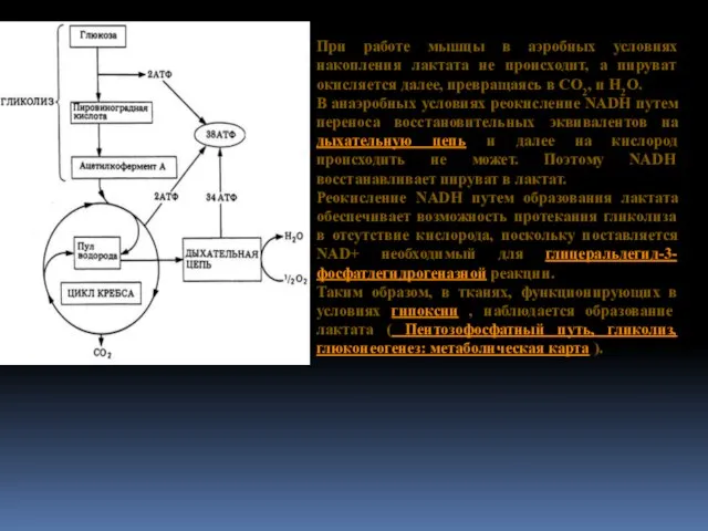 При работе мышцы в аэробных условиях накопления лактата не происходит, а пируват