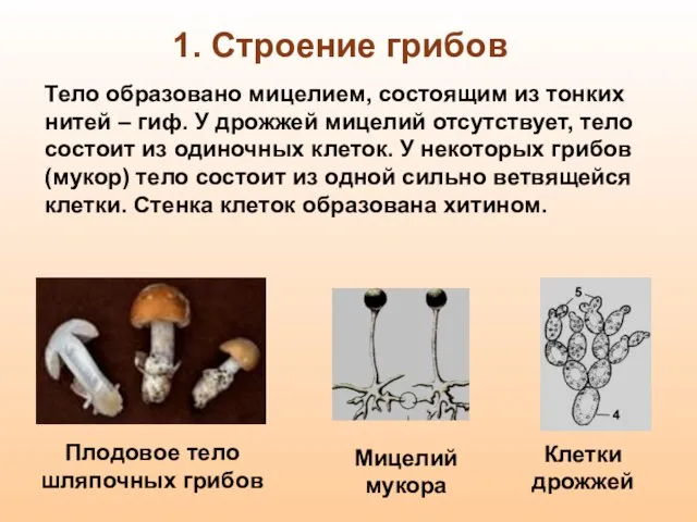 Тело образовано мицелием, состоящим из тонких нитей – гиф. У дрожжей мицелий