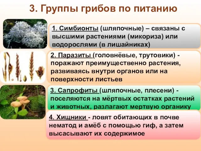 3. Группы грибов по питанию 3. Сапрофиты (шляпочные, плесени) - поселяются на