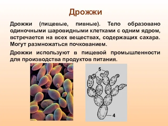 Дрожжи Дрожжи (пищевые, пивные). Тело образовано одиночными шаровидными клетками с одним ядром,