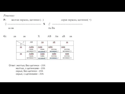 Решение: Р: желтая окраска, щетинки (– ) серая окраска, щетинки( +) ♀