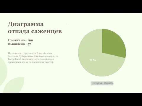 Диаграмма отпада саженцев Посажено - 199 Выявлено - 57 По данным сотрудников