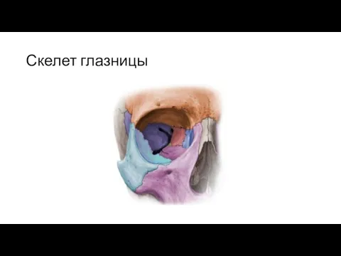 Скелет глазницы