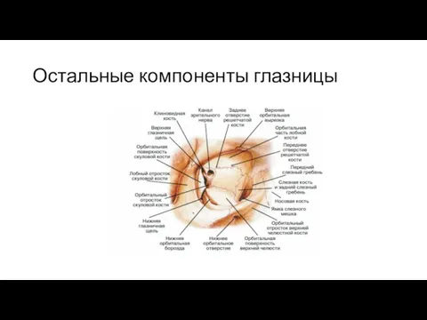 Остальные компоненты глазницы