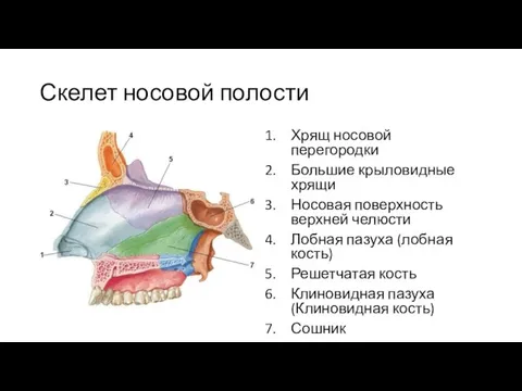 Скелет носовой полости Хрящ носовой перегородки Большие крыловидные хрящи Носовая поверхность верхней