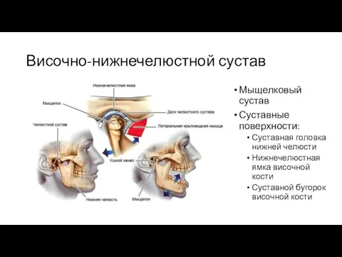 Височно-нижнечелюстной сустав Мыщелковый сустав Суставные поверхности: Суставная головка нижней челюсти Нижнечелюстная ямка