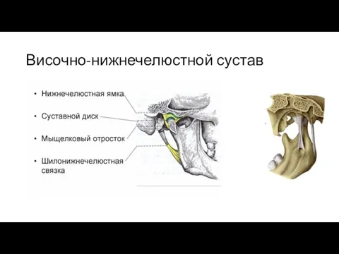 Височно-нижнечелюстной сустав