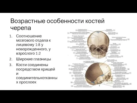 Возрастные особенности костей черепа Соотношение мозгового отдела к лицевому 1:8 у новорожденного,