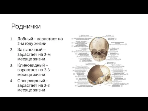 Роднички Лобный – зарастает на 2-м году жизни Затылочный – зарастает на