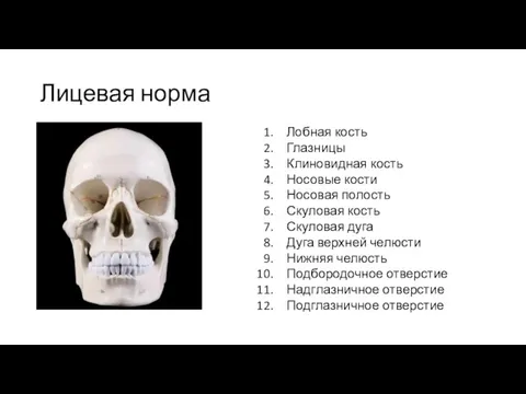 Лицевая норма Лобная кость Глазницы Клиновидная кость Носовые кости Носовая полость Скуловая