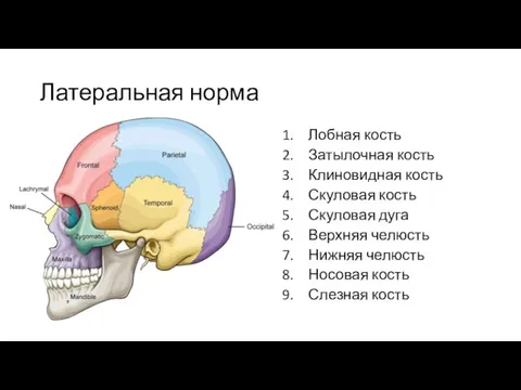 Латеральная норма Лобная кость Затылочная кость Клиновидная кость Скуловая кость Скуловая дуга