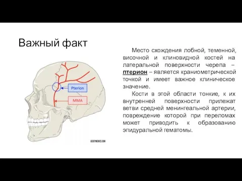 Важный факт Место схождения лобной, теменной, височной и клиновидной костей на латеральной