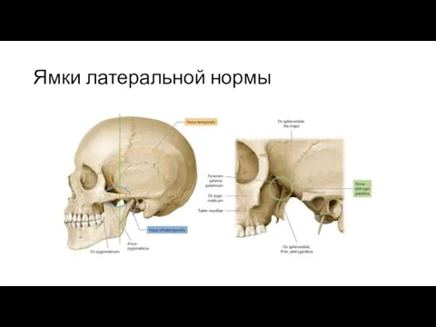 Ямки латеральной нормы