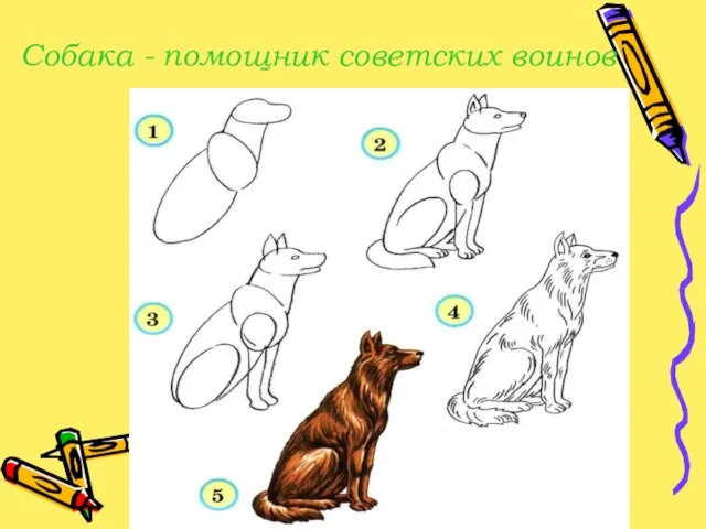 Собака - помощник советских воинов