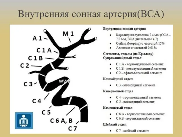 Сегменты внутренних артерий