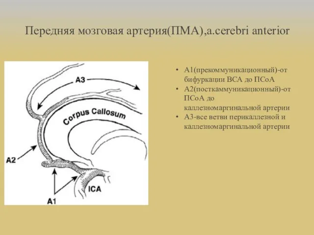 Передняя мозговая артерия(ПМА),a.cerebri anterior А1(прекоммуникационный)-от бифуркации ВСА до ПСоА А2(посткаммуникационный)-от ПСоА до