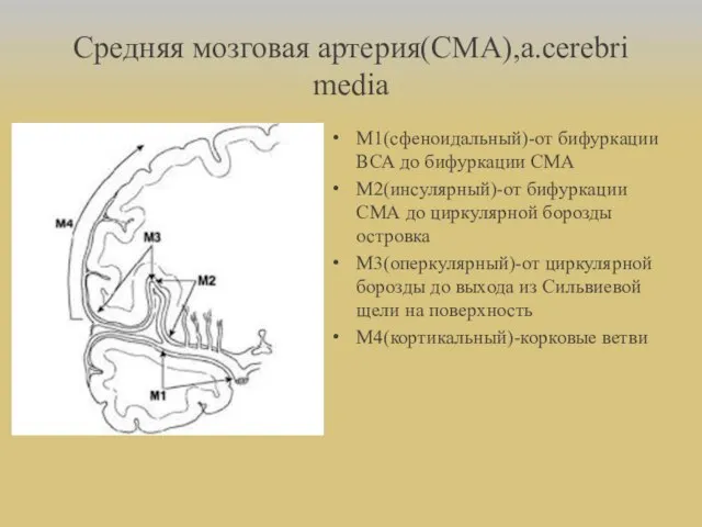 Средняя мозговая артерия(СМА),a.cerebri media М1(сфеноидальный)-от бифуркации ВСА до бифуркации СМА М2(инсулярный)-от бифуркации