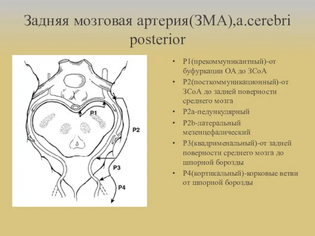 Задняя мозговая артерия(ЗМА),a.cerebri posterior Р1(прекоммуникантный)-от буфуркации ОА до ЗСоА Р2(посткоммуникационный)-от ЗСоА до