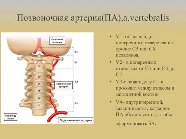 Позвоночная артерия(ПА),a.vertebralis V1- от начала до поперечного отверстия на уровне С5 или