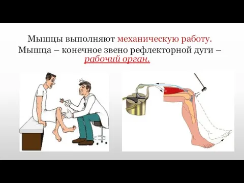 Мышцы выполняют механическую работу. Мышца – конечное звено рефлекторной дуги – рабочий орган.