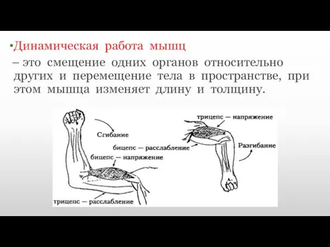 Динамическая работа мышц – это смещение одних органов относительно других и перемещение