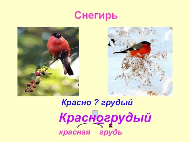 Снегирь Красно ? грудый красная грудь Красногрудый