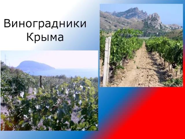 Виноградники Крыма