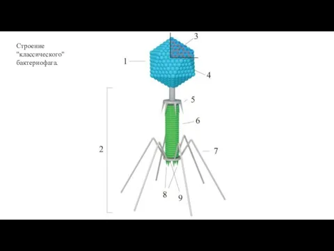 Строение "классического" бактериофага.