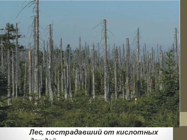Лес, пострадавший от кислотных дождей