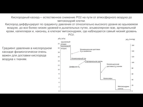 Кислородный каскад— естественное снижение РО2 на пути от атмосферного воздуха до митохондрий