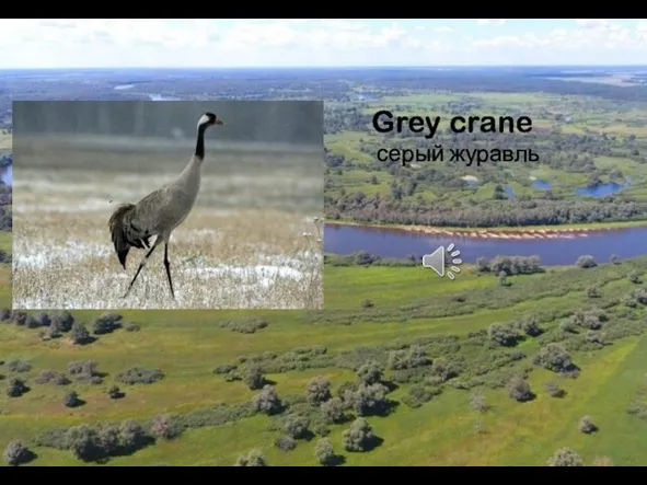 Grey crane серый журавль