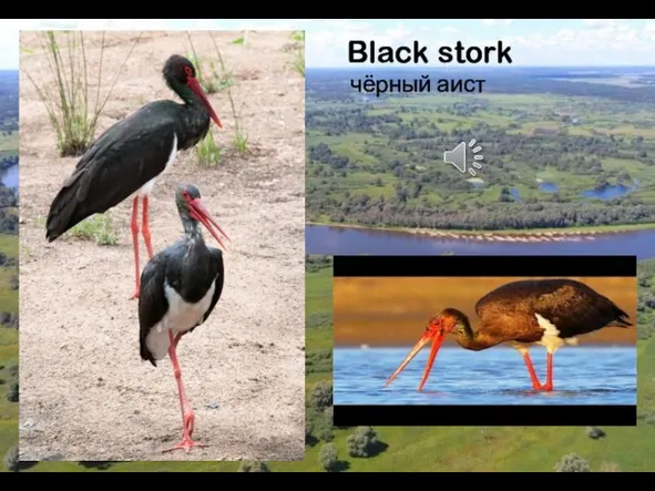 Black stork чёрный аист