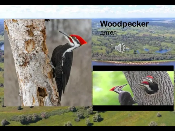 Woodpecker дятел