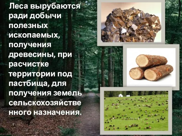Леса вырубаются ради добычи полезных ископаемых, получения древесины, при расчистке территории под