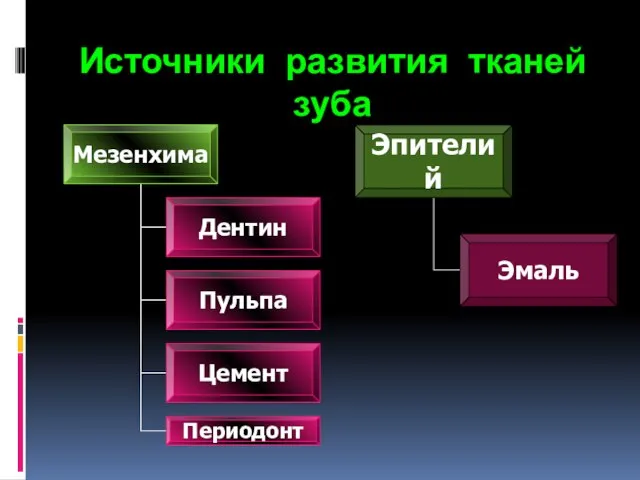 Источники развития тканей зуба