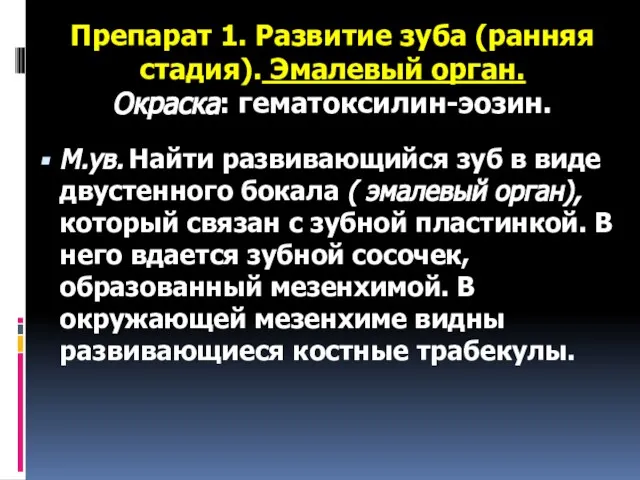 Препарат 1. Развитие зуба (ранняя стадия). Эмалевый орган. Окраска: гематоксилин-эозин. М.ув. Найти