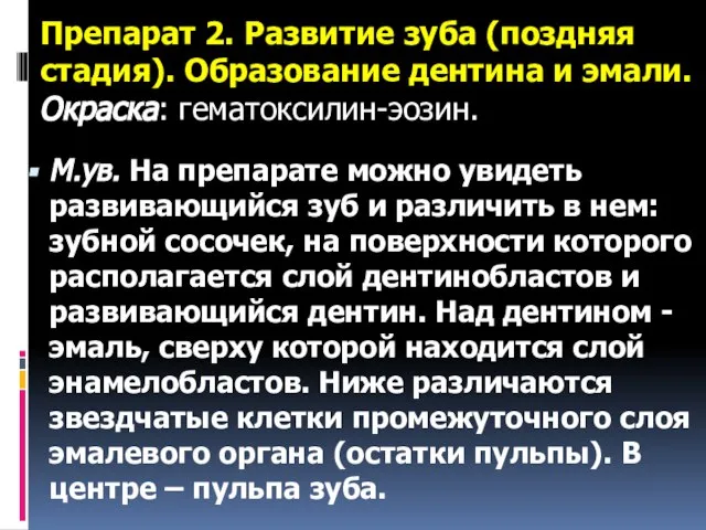 Препарат 2. Развитие зуба (поздняя стадия). Образование дентина и эмали. Окраска: гематоксилин-эозин.