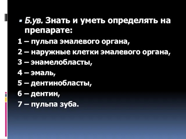 Б.ув. Знать и уметь определять на препарате: 1 – пульпа эмалевого органа,