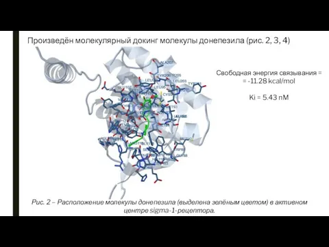 Произведён молекулярный докинг молекулы донепезила (рис. 2, 3, 4) Рис. 2 –