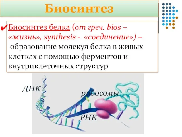 Биосинтез Биосинтез белка (от греч. bios – «жизнь», synthesis - «соединение») –