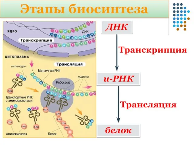 Этапы биосинтеза ДНК и-РНК Транскрипция белок Трансляция