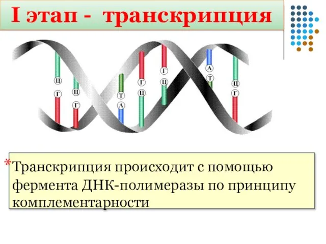 I этап - транскрипция Транскрипция происходит с помощью фермента ДНК-полимеразы по принципу комплементарности