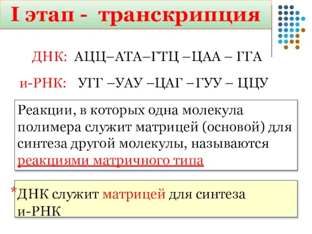 и-РНК: ДНК: АЦЦ–АТА–ГТЦ –ЦАА – ГГА ЦЦУ УАУ – ЦАГ – ГУУ