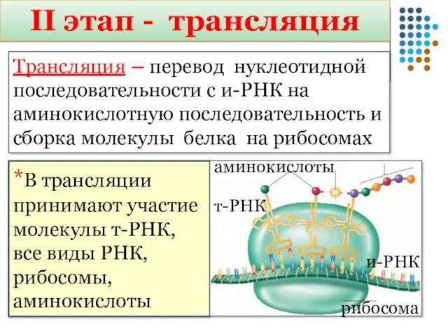 Трансляция – перевод нуклеотидной последовательности с и-РНК на аминокислотную последовательность и сборка