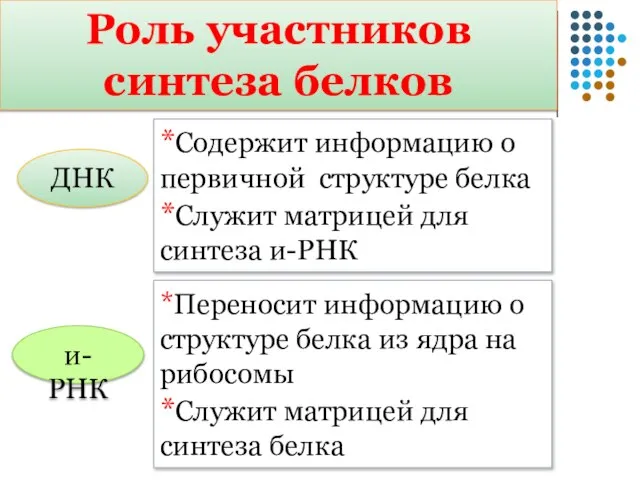 ДНК *Содержит информацию о первичной структуре белка *Служит матрицей для синтеза и-РНК