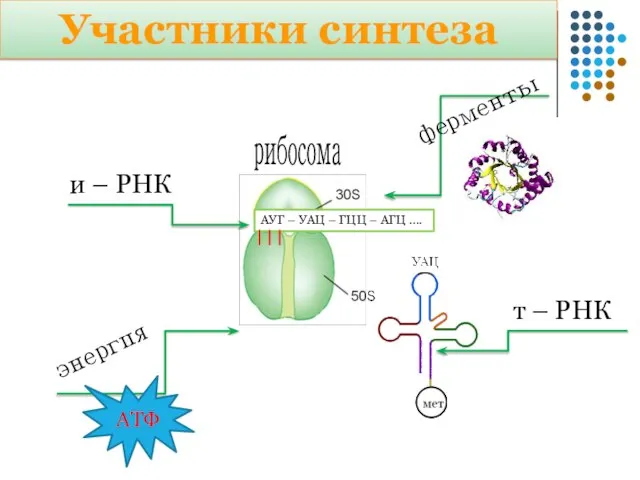 Участники синтеза рибосома АУГ – УАЦ – ГЦЦ – АГЦ …. и