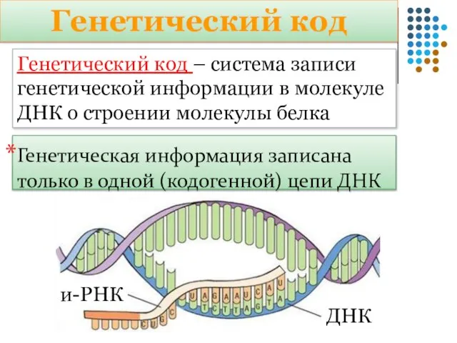 Генетический код – система записи генетической информации в молекуле ДНК о строении
