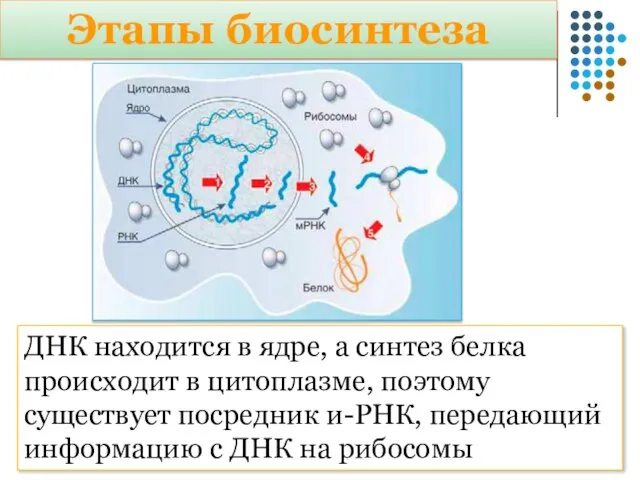 Этапы биосинтеза ДНК находится в ядре, а синтез белка происходит в цитоплазме,