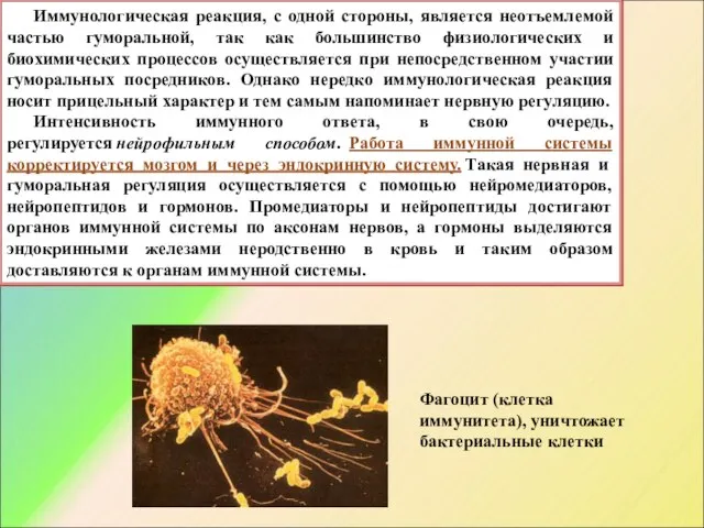 Иммунологическая реакция, с одной стороны, является неотъемлемой частью гуморальной, так как большинство