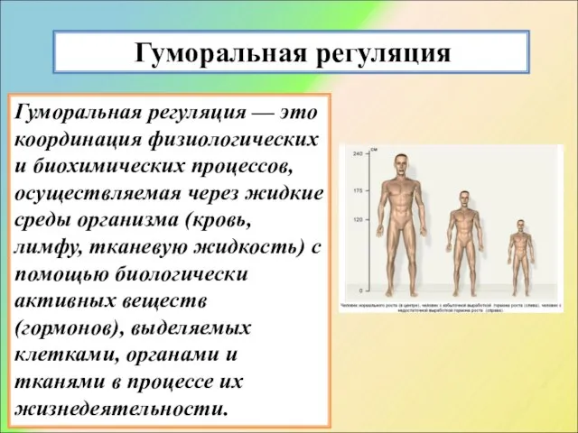 Гуморальная регуляция Гуморальная регуляция — это координация физиологических и биохимических процессов, осуществляемая